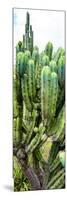 ¡Viva Mexico! Panoramic Collection - Cactus II-Philippe Hugonnard-Mounted Photographic Print