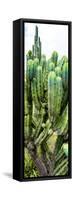 ¡Viva Mexico! Panoramic Collection - Cactus II-Philippe Hugonnard-Framed Stretched Canvas