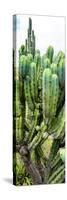 ¡Viva Mexico! Panoramic Collection - Cactus II-Philippe Hugonnard-Stretched Canvas