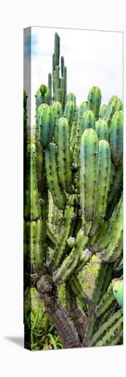 ¡Viva Mexico! Panoramic Collection - Cactus II-Philippe Hugonnard-Stretched Canvas