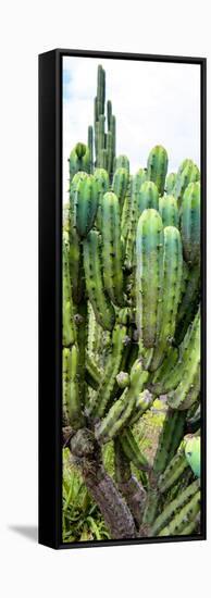 ¡Viva Mexico! Panoramic Collection - Cactus II-Philippe Hugonnard-Framed Stretched Canvas