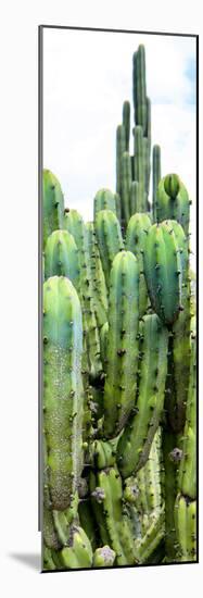 ¡Viva Mexico! Panoramic Collection - Cactus III-Philippe Hugonnard-Mounted Photographic Print