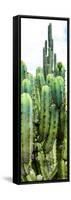 ¡Viva Mexico! Panoramic Collection - Cactus III-Philippe Hugonnard-Framed Stretched Canvas