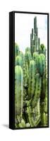 ¡Viva Mexico! Panoramic Collection - Cactus III-Philippe Hugonnard-Framed Stretched Canvas