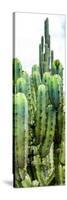 ¡Viva Mexico! Panoramic Collection - Cactus III-Philippe Hugonnard-Stretched Canvas