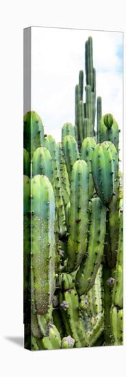 ¡Viva Mexico! Panoramic Collection - Cactus III-Philippe Hugonnard-Stretched Canvas