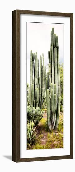 ¡Viva Mexico! Panoramic Collection - Cactus IV-Philippe Hugonnard-Framed Photographic Print