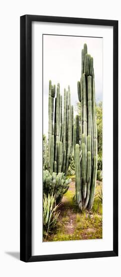 ¡Viva Mexico! Panoramic Collection - Cactus IV-Philippe Hugonnard-Framed Photographic Print