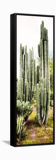 ¡Viva Mexico! Panoramic Collection - Cactus IV-Philippe Hugonnard-Framed Stretched Canvas