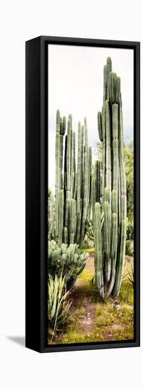 ¡Viva Mexico! Panoramic Collection - Cactus IV-Philippe Hugonnard-Framed Stretched Canvas