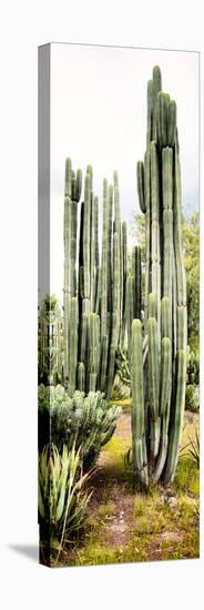 ¡Viva Mexico! Panoramic Collection - Cactus IV-Philippe Hugonnard-Stretched Canvas