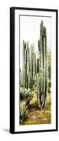 ¡Viva Mexico! Panoramic Collection - Cactus IV-Philippe Hugonnard-Framed Photographic Print