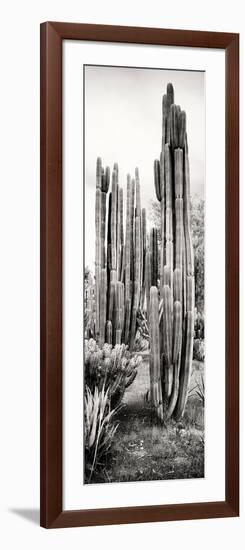 ¡Viva Mexico! Panoramic Collection - Cactus V-Philippe Hugonnard-Framed Photographic Print