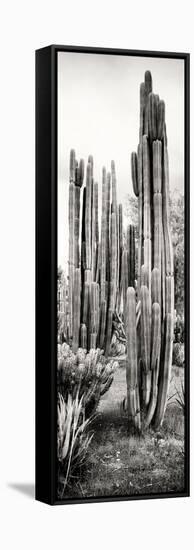 ¡Viva Mexico! Panoramic Collection - Cactus V-Philippe Hugonnard-Framed Stretched Canvas