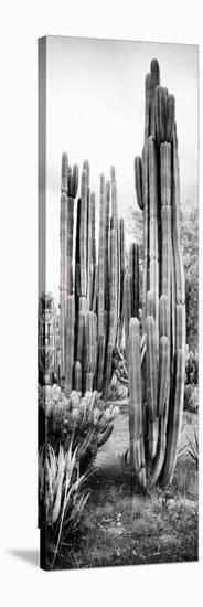 ¡Viva Mexico! Panoramic Collection - Cactus V-Philippe Hugonnard-Stretched Canvas