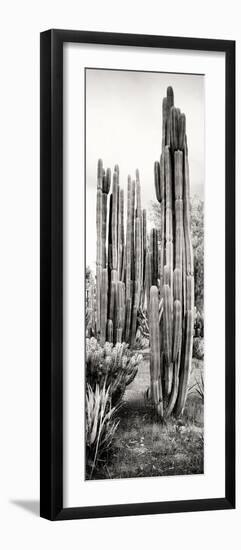 ¡Viva Mexico! Panoramic Collection - Cactus V-Philippe Hugonnard-Framed Premium Photographic Print
