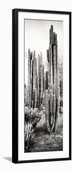 ¡Viva Mexico! Panoramic Collection - Cactus V-Philippe Hugonnard-Framed Photographic Print