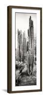 ¡Viva Mexico! Panoramic Collection - Cactus V-Philippe Hugonnard-Framed Photographic Print