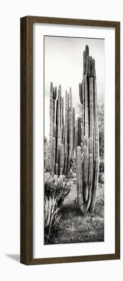 ¡Viva Mexico! Panoramic Collection - Cactus V-Philippe Hugonnard-Framed Photographic Print