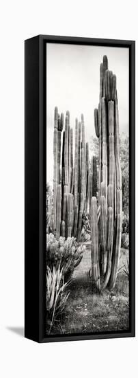 ¡Viva Mexico! Panoramic Collection - Cactus V-Philippe Hugonnard-Framed Stretched Canvas