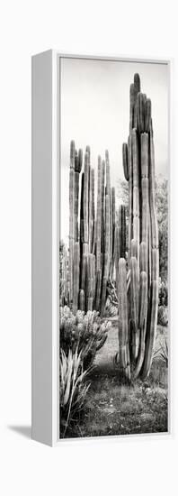 ¡Viva Mexico! Panoramic Collection - Cactus V-Philippe Hugonnard-Framed Stretched Canvas