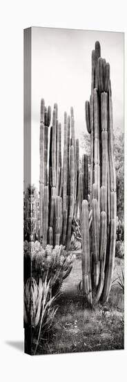 ¡Viva Mexico! Panoramic Collection - Cactus V-Philippe Hugonnard-Stretched Canvas