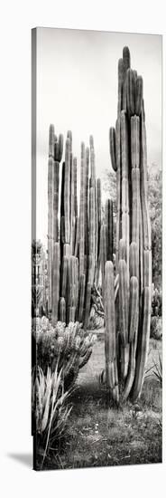 ¡Viva Mexico! Panoramic Collection - Cactus V-Philippe Hugonnard-Stretched Canvas