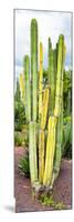 ¡Viva Mexico! Panoramic Collection - Cactus VI-Philippe Hugonnard-Mounted Photographic Print