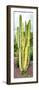 ¡Viva Mexico! Panoramic Collection - Cactus VI-Philippe Hugonnard-Framed Photographic Print