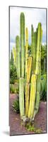 ¡Viva Mexico! Panoramic Collection - Cactus VI-Philippe Hugonnard-Mounted Photographic Print