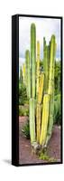 ¡Viva Mexico! Panoramic Collection - Cactus VI-Philippe Hugonnard-Framed Stretched Canvas