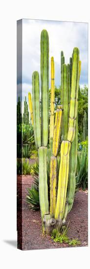 ¡Viva Mexico! Panoramic Collection - Cactus VI-Philippe Hugonnard-Stretched Canvas