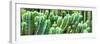 ¡Viva Mexico! Panoramic Collection - Cactus-Philippe Hugonnard-Framed Photographic Print