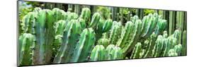 ¡Viva Mexico! Panoramic Collection - Cactus-Philippe Hugonnard-Mounted Photographic Print