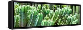 ¡Viva Mexico! Panoramic Collection - Cactus-Philippe Hugonnard-Framed Stretched Canvas