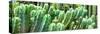 ¡Viva Mexico! Panoramic Collection - Cactus-Philippe Hugonnard-Stretched Canvas