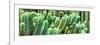 ¡Viva Mexico! Panoramic Collection - Cactus-Philippe Hugonnard-Framed Photographic Print