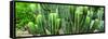 ¡Viva Mexico! Panoramic Collection - Cactus-Philippe Hugonnard-Framed Stretched Canvas