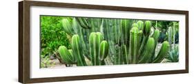 ¡Viva Mexico! Panoramic Collection - Cactus-Philippe Hugonnard-Framed Photographic Print