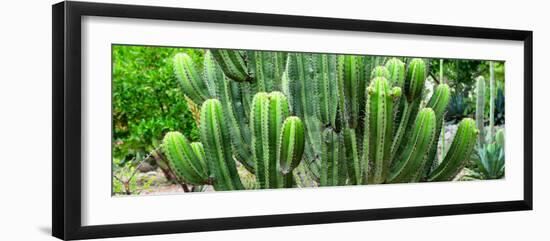 ¡Viva Mexico! Panoramic Collection - Cactus-Philippe Hugonnard-Framed Photographic Print