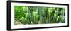 ¡Viva Mexico! Panoramic Collection - Cactus-Philippe Hugonnard-Framed Photographic Print