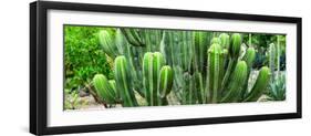 ¡Viva Mexico! Panoramic Collection - Cactus-Philippe Hugonnard-Framed Photographic Print