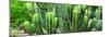 ¡Viva Mexico! Panoramic Collection - Cactus-Philippe Hugonnard-Mounted Photographic Print