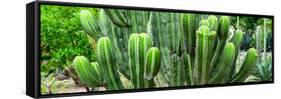 ¡Viva Mexico! Panoramic Collection - Cactus-Philippe Hugonnard-Framed Stretched Canvas