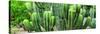 ¡Viva Mexico! Panoramic Collection - Cactus-Philippe Hugonnard-Stretched Canvas