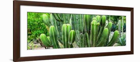 ¡Viva Mexico! Panoramic Collection - Cactus-Philippe Hugonnard-Framed Photographic Print