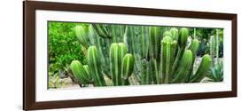 ¡Viva Mexico! Panoramic Collection - Cactus-Philippe Hugonnard-Framed Photographic Print