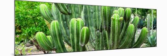 ¡Viva Mexico! Panoramic Collection - Cactus-Philippe Hugonnard-Mounted Photographic Print