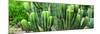 ¡Viva Mexico! Panoramic Collection - Cactus-Philippe Hugonnard-Mounted Photographic Print