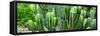 ¡Viva Mexico! Panoramic Collection - Cactus-Philippe Hugonnard-Framed Stretched Canvas